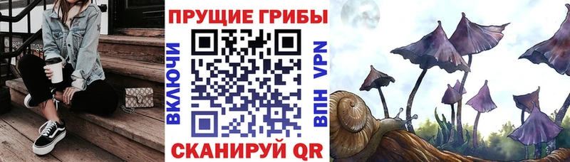 Псилоцибиновые грибы Psilocybine cubensis  где купить   Сураж 